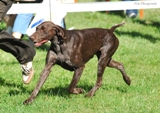 wye niemiecki, spinone italiano