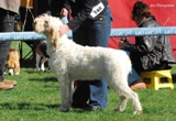 wye niemiecki, spinone italiano