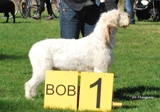 wye niemiecki, spinone italiano