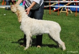 wye niemiecki, spinone italiano