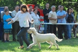 wye niemiecki, spinone italiano
