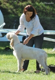 wye niemiecki, spinone italiano