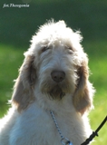 wye niemiecki, spinone italiano