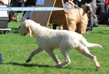 wye niemiecki, spinone italiano