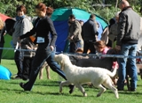 wye niemiecki, spinone italiano