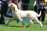 wye niemiecki, spinone italiano