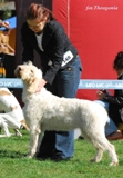 wye niemiecki, spinone italiano