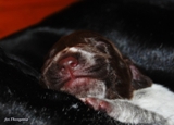wye niemiecki, spinone italiano