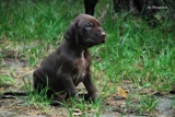 wye niemiecki, spinone italiano