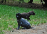 wye niemiecki, spinone italiano