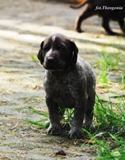 wye niemiecki, spinone italiano
