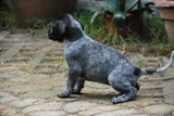 wye niemiecki, spinone italiano