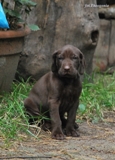 wye niemiecki, spinone italiano