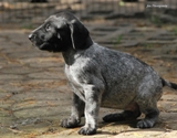 wye niemiecki, spinone italiano