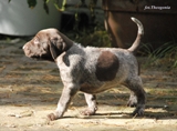 wye niemiecki, spinone italiano