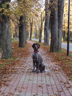 wye niemiecki, spinone italiano