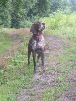 wye niemiecki, spinone italiano