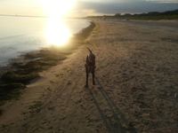 wye niemiecki, spinone italiano