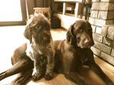 wye niemiecki, spinone italiano