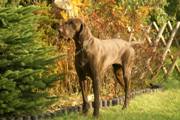 wye niemiecki, spinone italiano