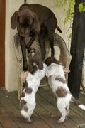 wye niemiecki, spinone italiano