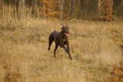 wye niemiecki, spinone italiano