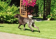 wye niemiecki, spinone italiano