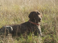 wye niemiecki, spinone italiano