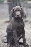 wye niemiecki, spinone italiano
