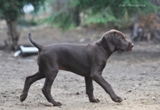 wye niemiecki, spinone italiano