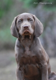 wye niemiecki, spinone italiano