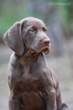 wye niemiecki, spinone italiano
