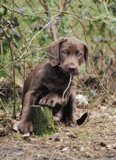 wye niemiecki, spinone italiano