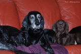 wye niemiecki, spinone italiano