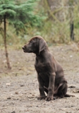 wye niemiecki, spinone italiano