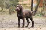 wye niemiecki, spinone italiano