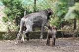 wye niemiecki, spinone italiano