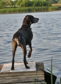 wye niemiecki, spinone italiano