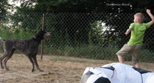 wye niemiecki, spinone italiano