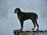 wye niemiecki, spinone italiano