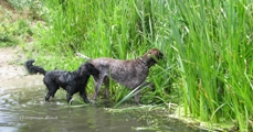 wye niemiecki, spinone italiano