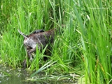 wye niemiecki, spinone italiano