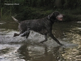 wye niemiecki, spinone italiano