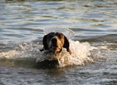 wye niemiecki, spinone italiano