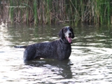 wye niemiecki, spinone italiano
