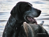 wye niemiecki, spinone italiano