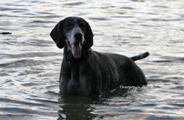 wye niemiecki, spinone italiano