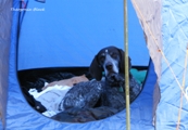 wye niemiecki, spinone italiano