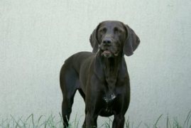 wye niemiecki, spinone italiano