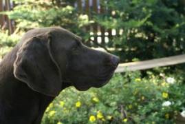 wye niemiecki, spinone italiano